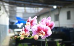 Narapidana Lapas Banyuwangi Disulap Jadi Petani Anggrek, Bekali Keterampilan Usaha Usai Bebas