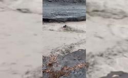 Nekat Menyeberang, Warga Lumajang Nyaris Terseret Banjir Lahar Semeru