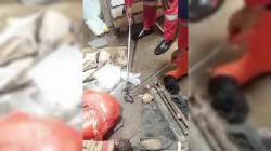 Damkar Tuban Evakuasi 9 Anakan Kobra dari Rumah Warga