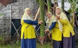 Unik, Pohon Pisang Seribu Berbuah hingga 2 Meter