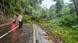 Pohon Besar di Jalan Raya Cibinong-Sindangbarang Tumbang Diterjang Angin Kencang