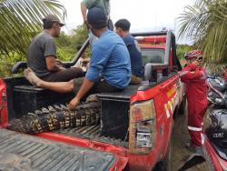 Buaya Kembali Muncul di Lokasi Lama, Tim Gabungan Evakuasi ke Suaka Margasatwa Lamandau