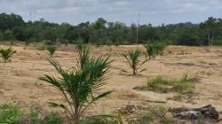 Bekas Tambang Timah Ilegal di Dekat Pemkab Bangka Barat Berubah Jadi Kebun Sawit