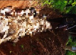 Teror Hewan Buas di Cilebak, Puluhan Kambing Tewas Mengenaskan