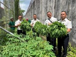 Ini Komoditas Hasil Panen Raya Serentak Lapas Kelas I Palembang Karya Warga Binaan