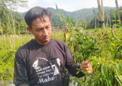 Harga Cabai Keriting di Tingkat Petani Cianjur Anjlok, Kini Hanya Rp12 Ribu per Kilogram