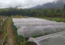 Angin Ganas Lereng Gede Pangrango Menerjang, Petani Cemas Atap Rumah dan Kebun Terancam Rusak