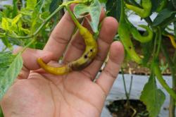 Hujan Berkepanjangan, Petani Cabai di Lebak Alami Gagal Panen