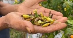 Cuaca Ekstrem di Lebak, Petani Cabai Gagal Panen hingga Rugi Puluhan Juta