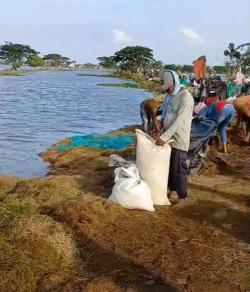 Banjir dan Rob Terjang Karawang, Ribuan Hektare Lahan Pertanian Terendam