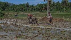 Musim Tanam Dimulai, Petani Agrabinta Butuh 5.200 Liter Solar Subsidi untuk Olah 800 Hektare Sawah