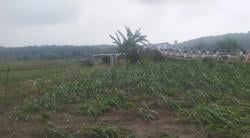 Banjir Sungai Comal Terjang Lahan Pertanian di Pemalang, Satu Hektare Lebih Tanaman dan Jalan Rusak