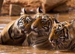 3 Ekor Harimau Muncul Dekat Pemukiman Warga di Pelalawan