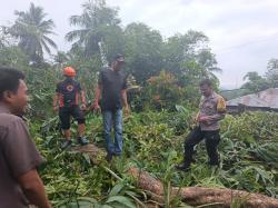 Pohon Tumbang Timpa Rumah Warga di Barru, Listrik Padam