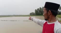 Banjir Rendam Ribuan Hektare Sawah, Ini Langkah DPKP Pandeglang