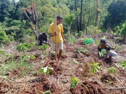 Dorong Ekonomi Masyarakat, Pemdes Watu Lanur Inisiasi Gerakan Tanam 1 Juta Pohon Porang