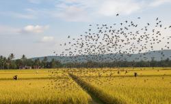 120 Hektare Sawah di Cianjur Puso Diserbu Ribuan Burung, Petani Merugi Puluhan Juta