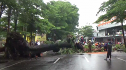 Hujan Deras dan Angin Kencang, Pohon Tumbang di Jalan Bontoleppangan Makassar