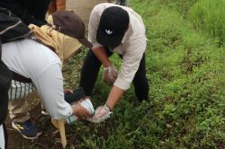 Petani Kuningan Wajib Terapkan Metode Ini Demi Basmi Hama Padi