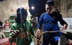 Ular Bajang Berbisa Bikin Geger Warga Pulung Ponorogo Berhasil Ditangkap