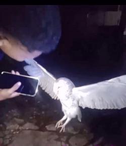 Viral Kasus Penembakan Burung Hantu di Belu NTT, Ternyata Tyto alba Punya Peran Strategis