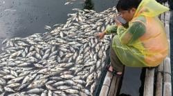 Cuaca Ekstrem Picu Kematian Massal Ikan di Waduk Jatiluhur, Petani Rugi Hingga Ratusan Juta