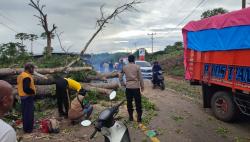 Pohon Tumbang Lumpuhkan Jalur Trans Timor Raya, Polres TTS–BPBD Bergerak Cepat Urai Kemacetan