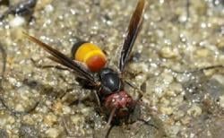 Tragis, Suami Istri di Bali Tewas Diteror Tawon saat Berkebun