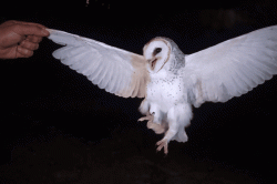 Viral Wanita Tembak Mati Burung Hantu di Belu NTT karena Ganggu Tidur, Diproses Hukum