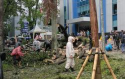 Diterjang Hujan dan Angin Kencang Pohon Raksasa Tumbang di Padalarang, Dua Luka Parah