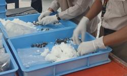 Tembus Pasar Amerika Latin, Sumsel Ekspor 95.400 Benih Kelapa Sawit ke Peru