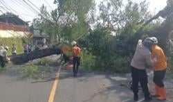 Diterjang Angin Kencang, Pohon Besar Roboh Timpa Toko, Satu Warga Terluka