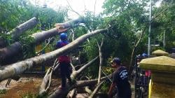 Waspada Angin Kencang di Kuningan, Pohon Tumbang Terjadi di Banyak Titik
