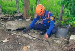 Petugas Damkar Amankan Puluhan Ular Kobra di Sekitar Pemukiman Warga