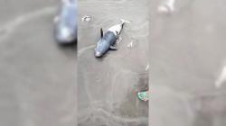 Diduga Diterjang Ombak Besar, Anak Lumba-lumba Ditemukan Mati Dipinggir Pantai