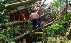 BPBD Catat 17 Desa Terdampak Pohon Tumbang Akibat Angin Kencang