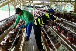 Kisah Sukses Kaliwedi Sragen, dari Desa Berstatus Tertinggal Naik Kelas Jadi Desa Mandiri