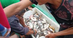 Ikan Mati Massal di Waduk Jatiluhur Diserbu Warga, Harga Murah Jadi Daya Tarik