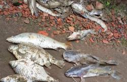 Banjir Sungai Comal Tercemar, Ratusan Ikan Mabuk hingga Mati