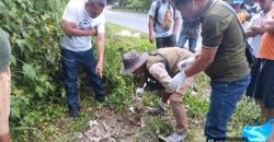 Diduga Harimau Sumatera Tertabrak di Jalinsum, BBKSDA Sumut Pastikan Macan Akar