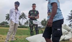 Bulog Banyumas dan Yonif TP 838/PW Bersinergi Serap Gabah Petani