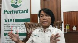 Penjelasan Perhutani Soal Potongan Kayu Pinus Gunakan Mesin di Pantai Larangan