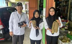 Ubi Yakon Khas Dieng Kaya Vitamin C dan Bantu Kontrol Gula Darah, Dibidik Kemenkum Jateng