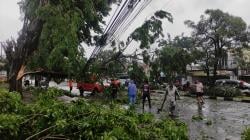 Pohon Besar Tumbang ke Tengah Jalan Tertahan Kabel Internet, Pengguna Jalan Selamat
