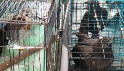 Polda Jabar Tangkap Penjual Satwa Langka dan Dilindungi, Amankan 14 Ekor Elang