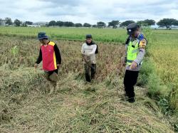 Pencurian Padi Jelang Panen Raya Resahkan Petani Sambungmacan, Polisi Buru Pelaku
