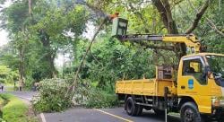 Ranting Pohon Biang Kecelakaan, Petugas Gabungan Pangandaran Turun Tangan di Jalur Nasional Emplak