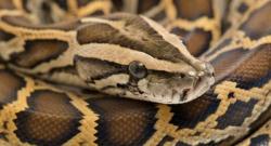 Meresahkan dan Makan Ternak, Warga Ponorogo Tangkap Ular Piton Berukuran Besar