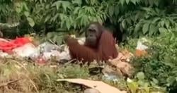 Viral Orangutan Bernama Sam Cari Makan di Tumpukan Sampah, Langsung Dievakuasi dan Dilepasliarkan