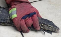 Kemunculan Biawak Besar Bikin Panik Warga Tonatan Ponorogo, Sempat Dikira Buaya